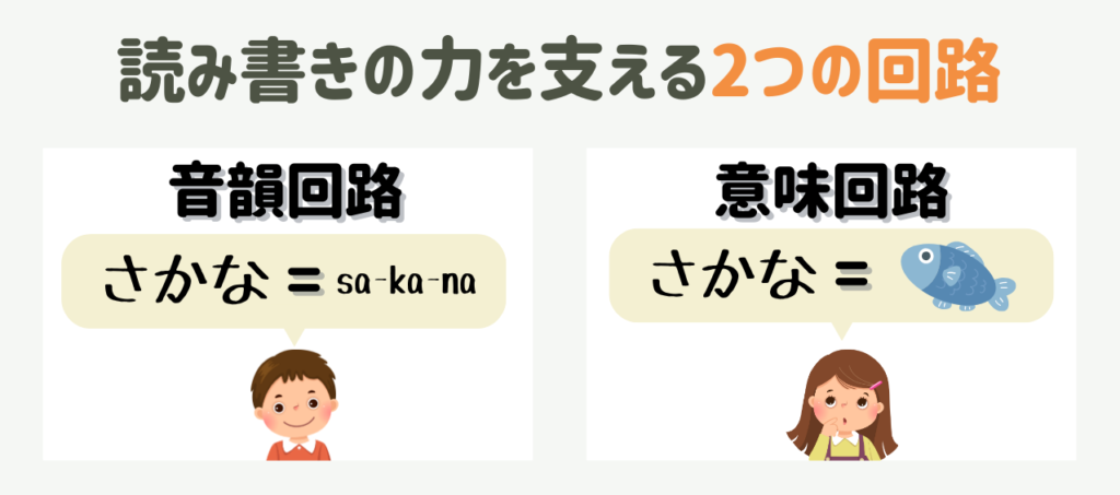特別支援学級の読み書きつまずき支援｜音韻回路・意味回路から考える授業アイデア集　2つの回路とは？