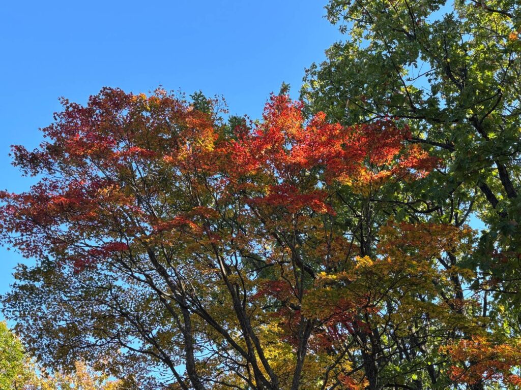 青空を背に、赤やオレンジ、黄色に色づいた葉と、緑の葉が茂る木の枝